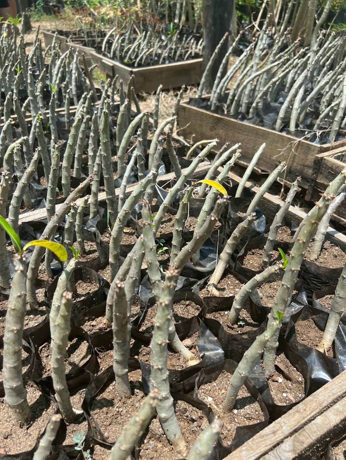 Estetica Fluida, Milano Design Week 2023: rows of young cuttings in a nursery