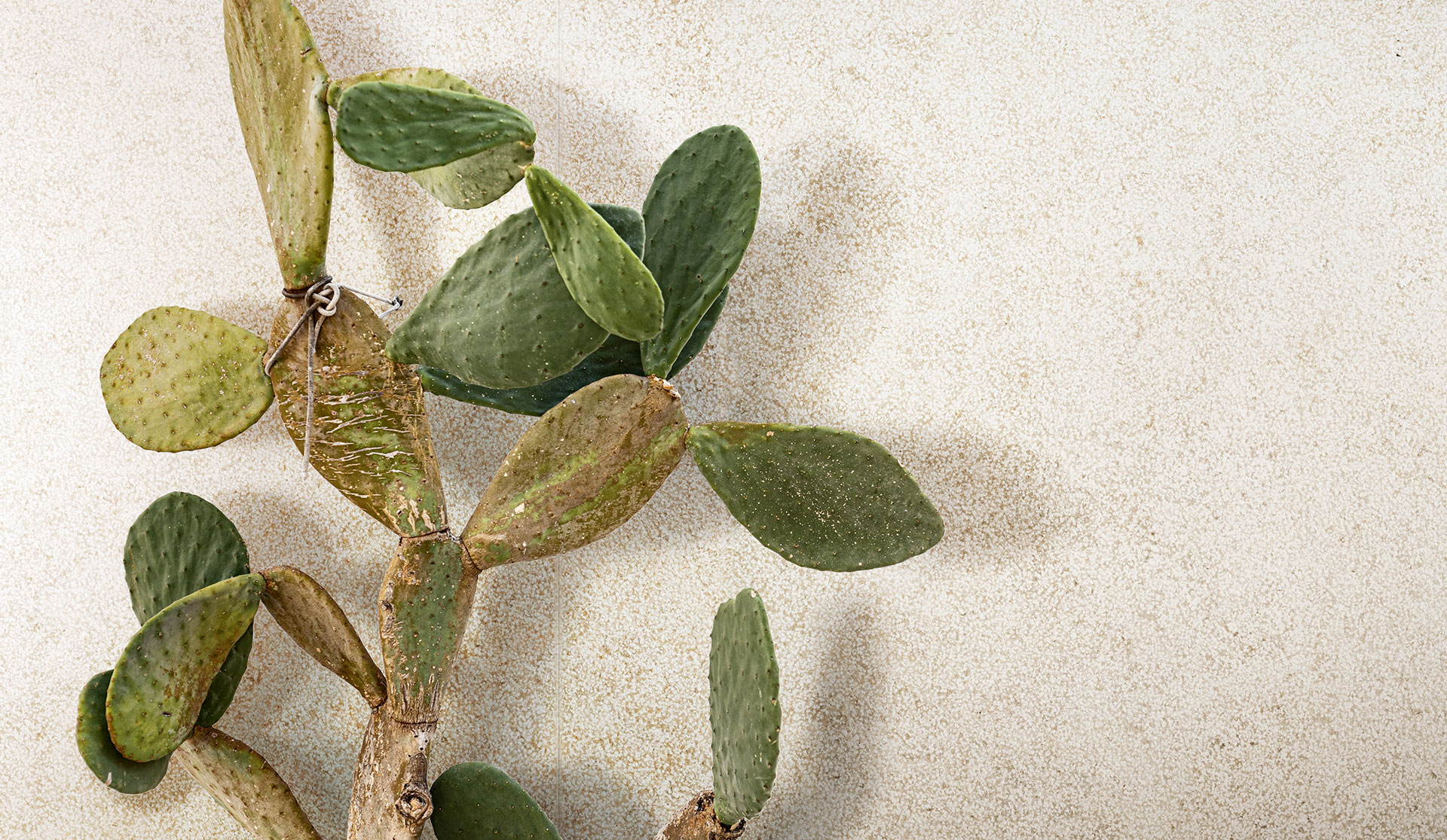 Sensi Collection by Florim: prickly pear pad on a speckled stone-effect surface