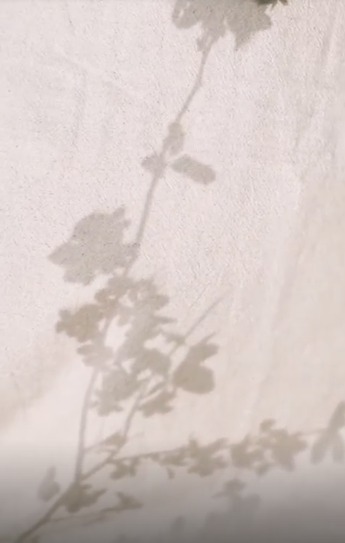 Showroom for Capital Interiors: shadow of leaves on a pale wall