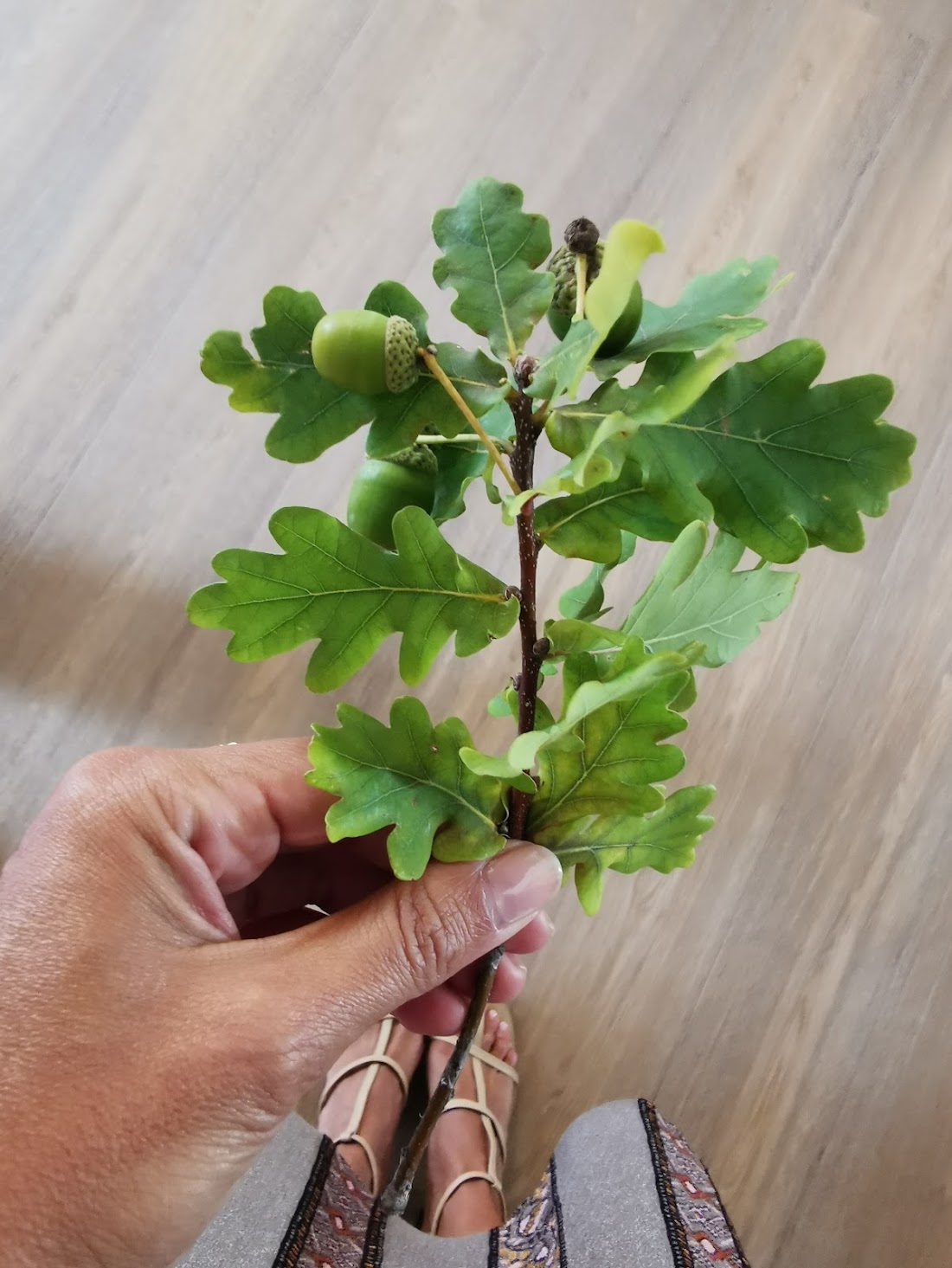 Hand holding an oak branch with acorns, a material reference for the Waldkliniken Eisenberg interiors.