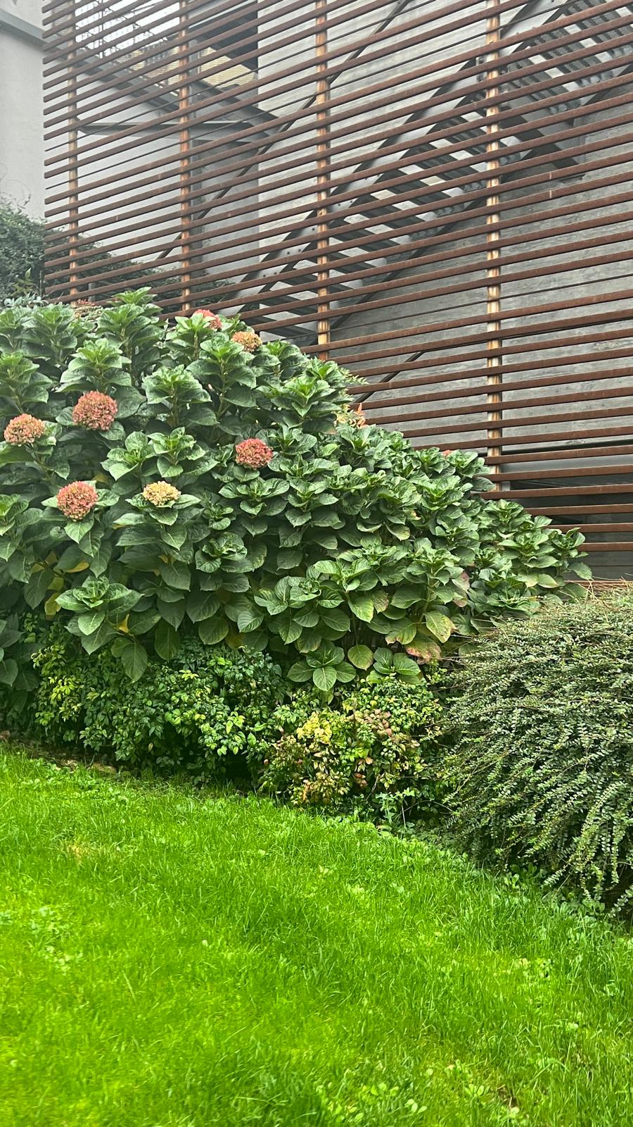 The Brutalist Grid: hydrangeas and lawn below a timber-slatted facade