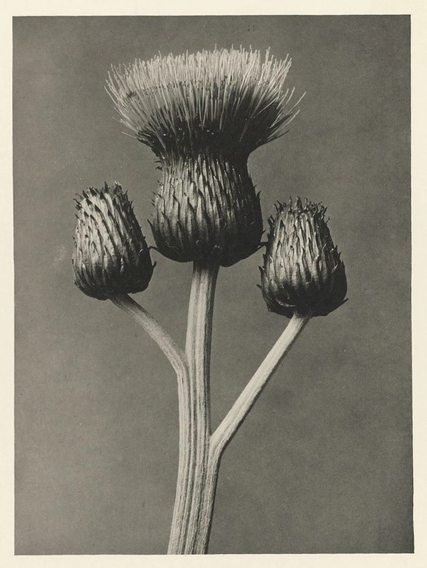 Construction waste research: black-and-white botanical photograph of a thistle