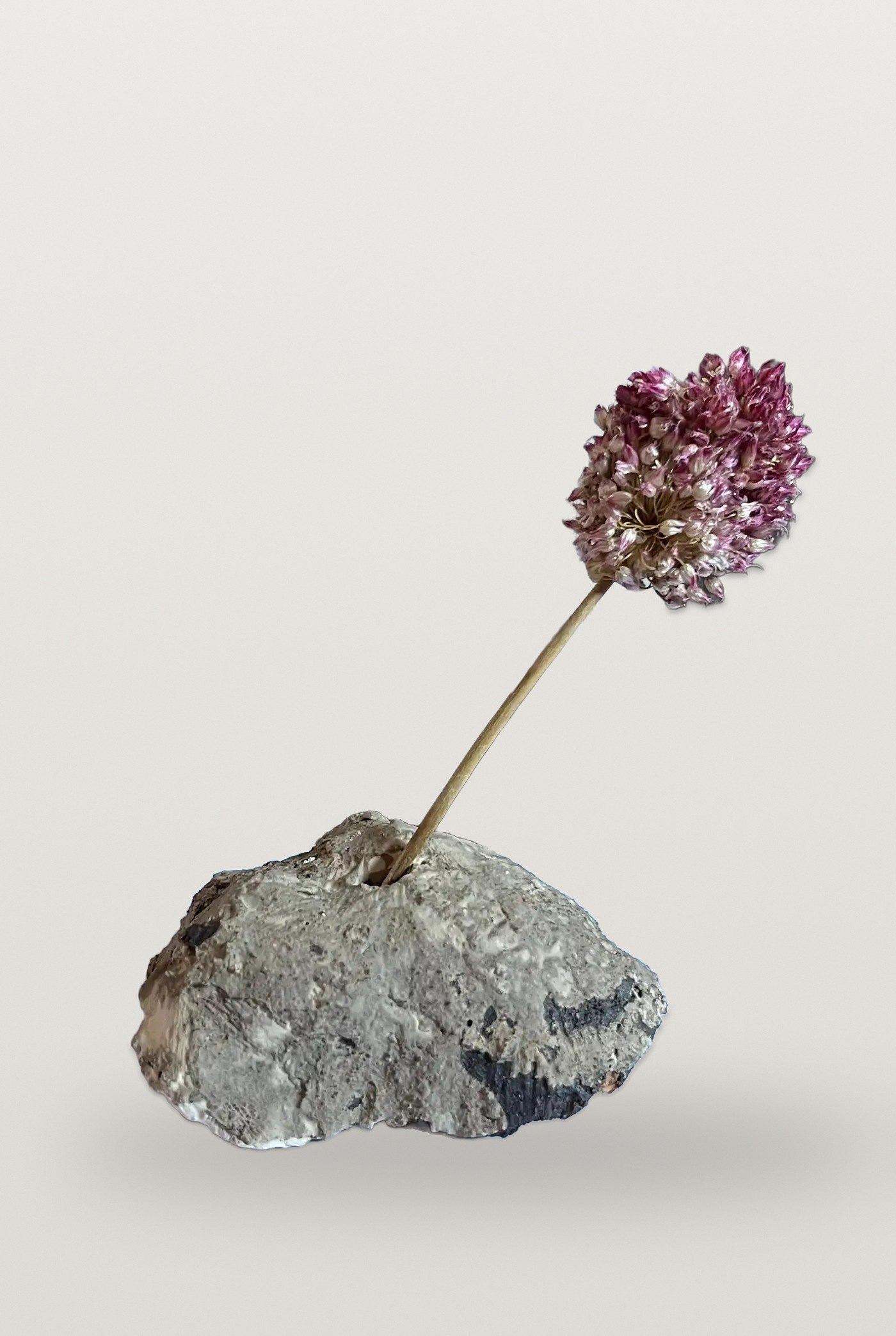 Superbloom by Elena Pelosi: grey ceramic stone holding a single allium flower